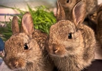 Manx SPCA column: Myxomatosis never really went away