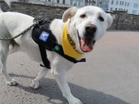Manx SPCA column: Allowing your dog to stick its head out of the window is dangerous