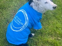 Dave the sidecar dog is the new ambassador for an island charity