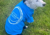 Dave the sidecar dog is the new ambassador for an island charity