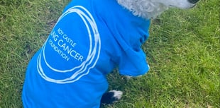 Dave the sidecar dog is the new ambassador for an island charity