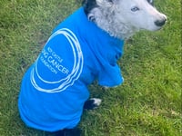 Dave the sidecar dog is the new ambassador for an island charity