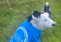 Dave the sidecar dog is the new ambassador for Roy Castle Lung Cancer Foundation Isle of Man