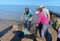 Seal rescued after injury from fishing line