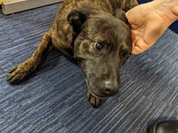 Dog found on TT course heads home