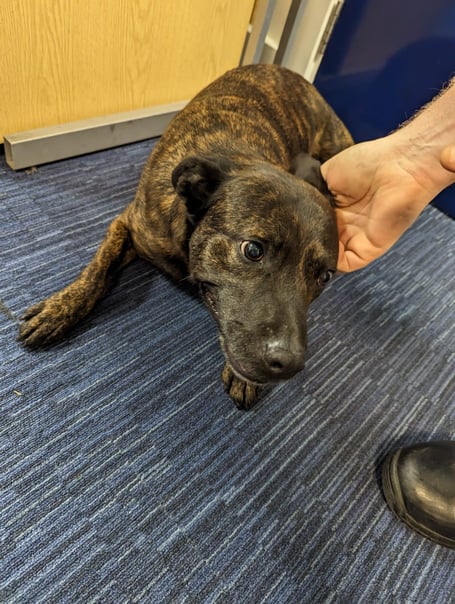 Lost dog at police station