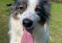Manx SPCA column: What to do to stop your dog barking
