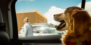 Police issue warning after receiving calls over dogs left in hot cars