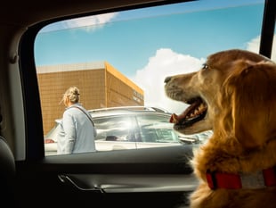 Police issue warning after receiving calls over dogs left in hot cars