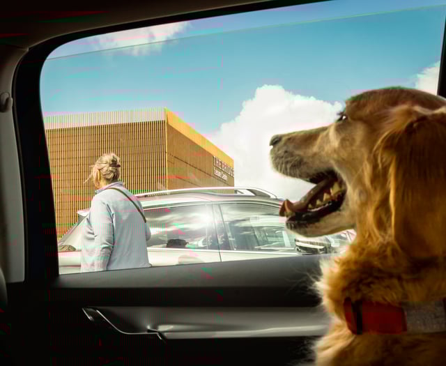 Police issue warning after receiving calls over dogs left in hot cars