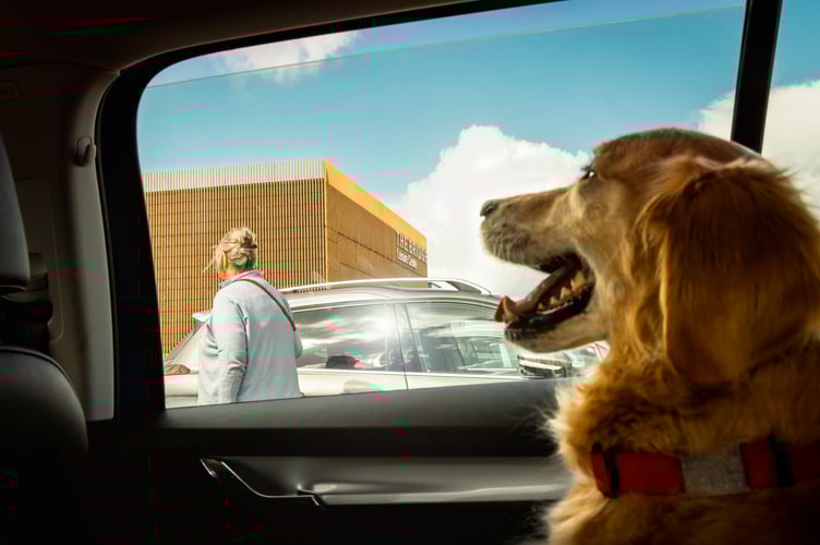 Dog in car