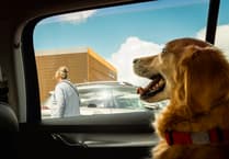 Police issue warning after receiving calls over dogs left in hot cars during heatwave