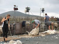 Deal struck to sell Manx wool