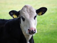 Manx SPCA column: The apparent rise in cases of cow trampling
