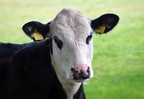 Manx SPCA column: The apparent rise in cases of cow trampling