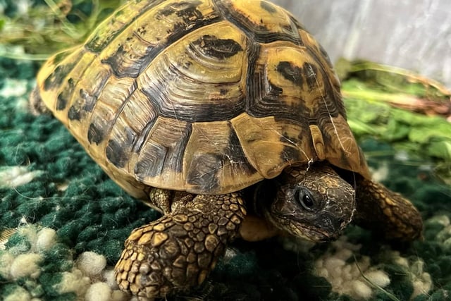 Manx SPCA column: Whe we try to dissuade people from buying tortoises