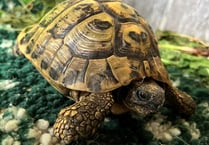 Manx SPCA column: Whe we try to dissuade people from buying tortoises