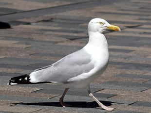 Herring gull population suffers decrease