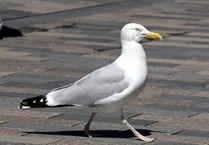 Herring gull population suffers decrease
