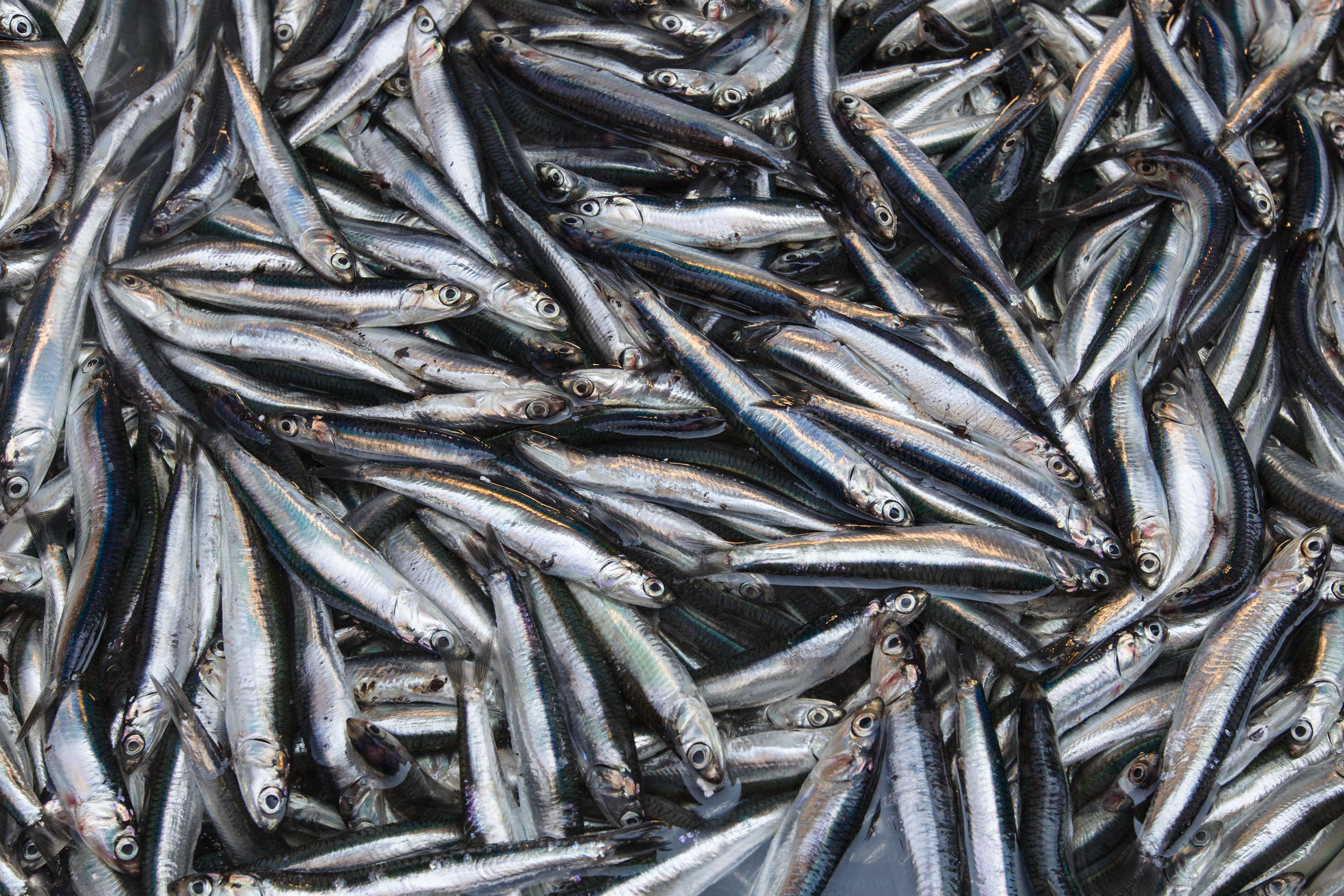 Taxpayers' money earmarked to revive the Manx herring industry - Vimarsana News
