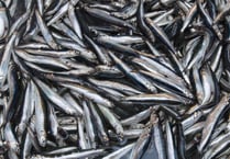 Taxpayers' money earmarked to revive the Manx herring industry
