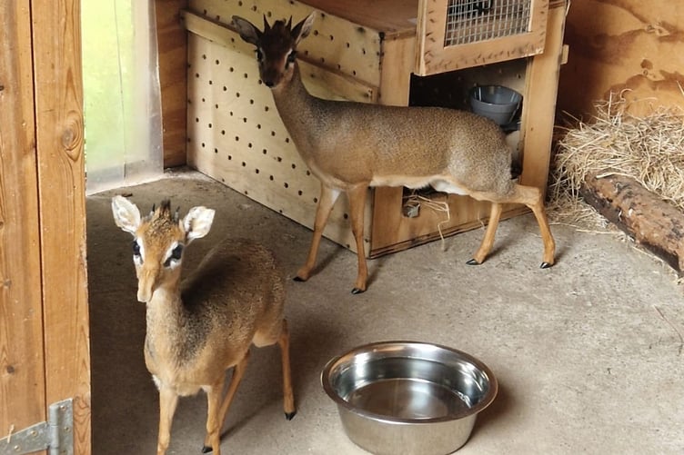 Dik-diks Spud and Dobby