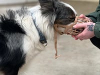 Manx SPCA column: The different sorts of muzzles for dogs