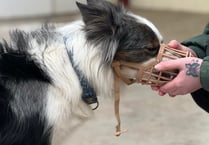 Manx SPCA column: The different sorts of muzzles for dogs