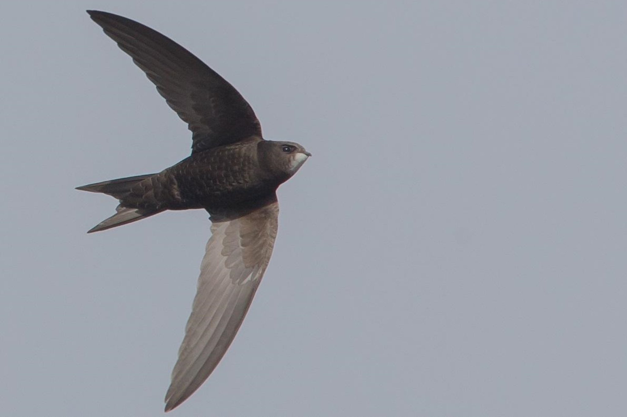 Fancy a swift stroll next week?