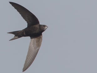 Fancy a swift stroll next week?