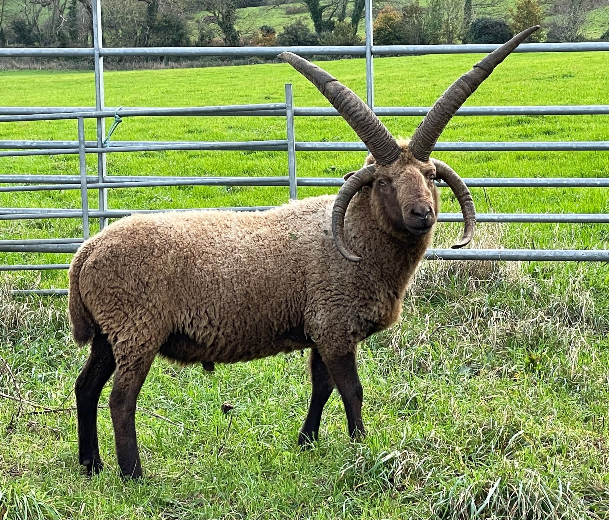 Securing the future of loaghtan sheep