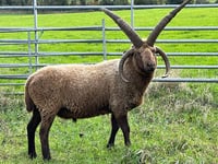 Securing the future of loaghtan sheep