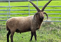 Securing the future of loaghtan sheep