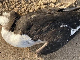 Reminder to not touch dead birds after further case of bird flu