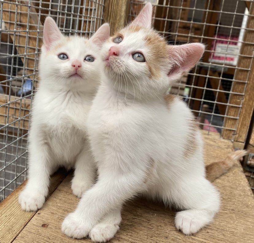 Manx SPCA: The monkeys used as coconut-picking machines