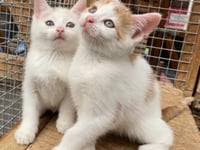 Manx SPCA: The monkeys used as coconut-picking machines