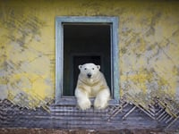 Wildlife Photographer of the Year exhibition in island