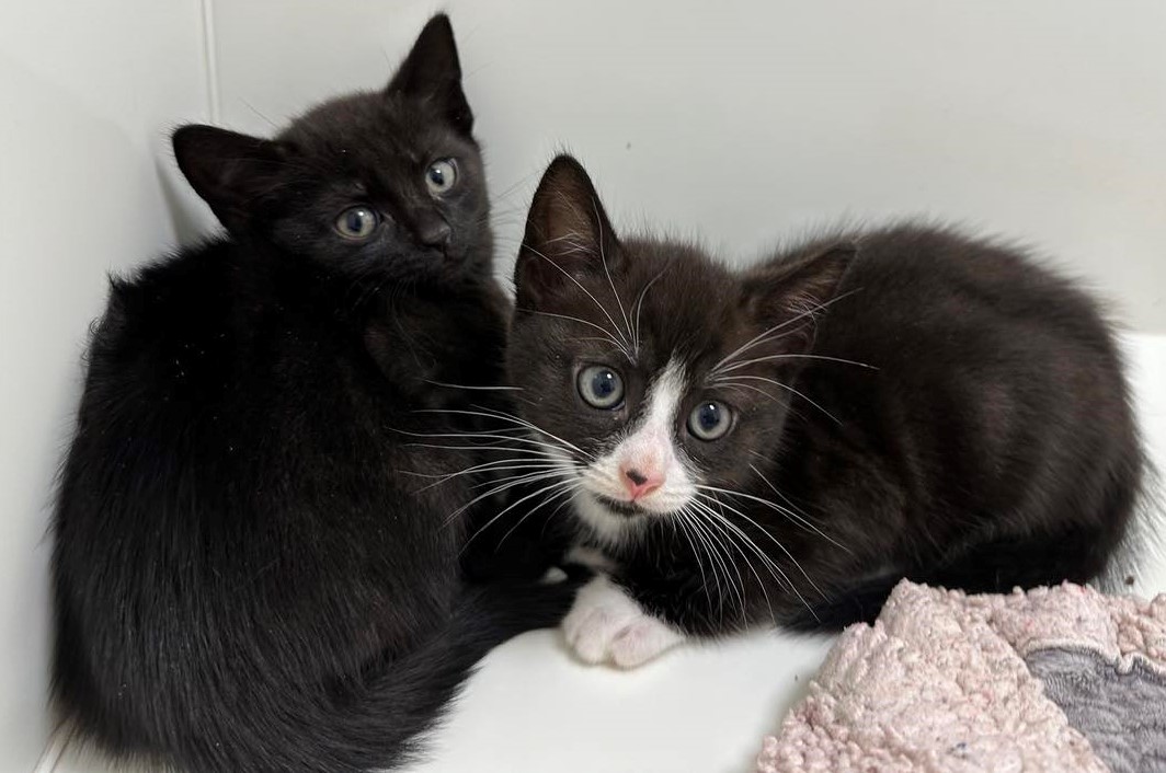 Manx SPCA column: Cats hit by coronavirus