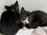Manx SPCA column: Cats hit by coronavirus