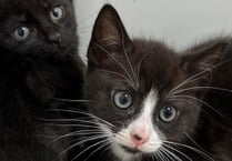 Manx SPCA column: Cats hit by coronavirus