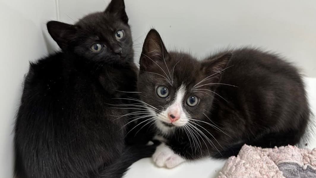 Colun Kattenhuis – Knus, Zacht En Stijlvol Slaapplekje Voor Je Kat, Geschikt Voor Binnen