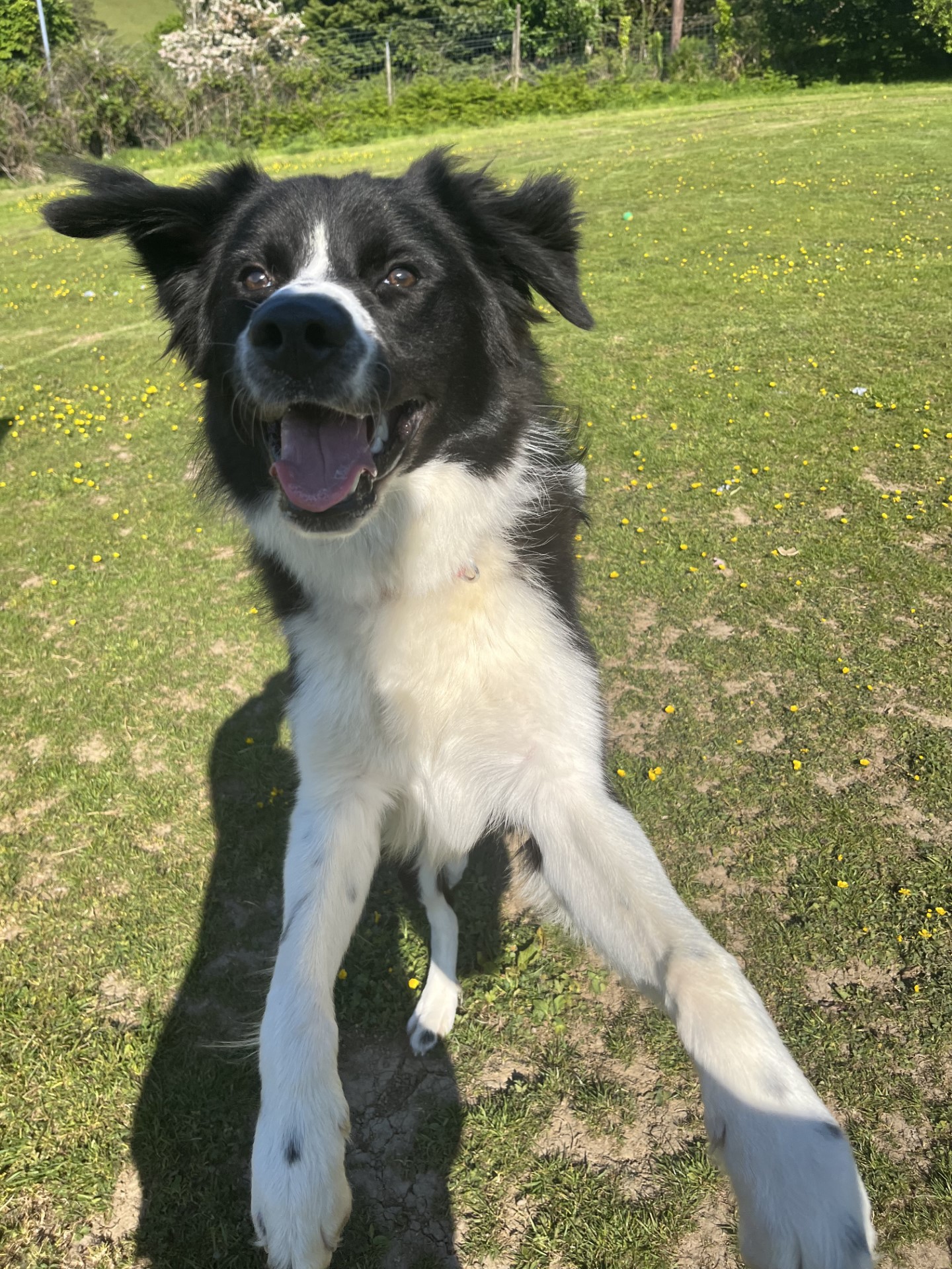 Manx SPCA column: The breed of dog we see most is border collie