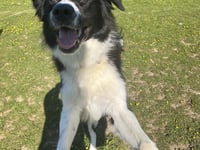 Manx SPCA column: The breed of dog we see most is border collie