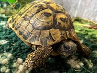 The wandering tortoise and the advocate