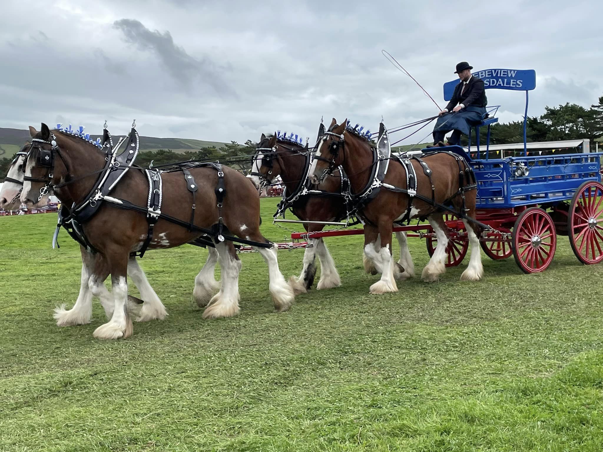 Manx SPCA column: The attraction of heavy horses
