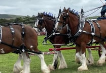 Manx SPCA column: The attraction of heavy horses