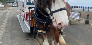 Tram horse William dies