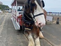Tram horse William dies