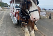 Tram horse William dies
