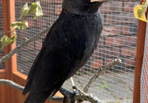 Manx SPCA column: Most birds are very clever